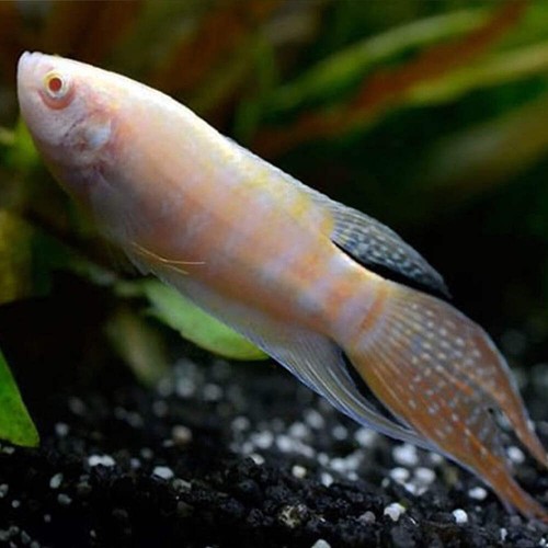 Pack albino paradise gourami - albino,