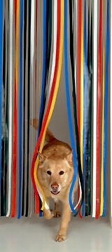 Slat type door curtain - type, curtain,fly