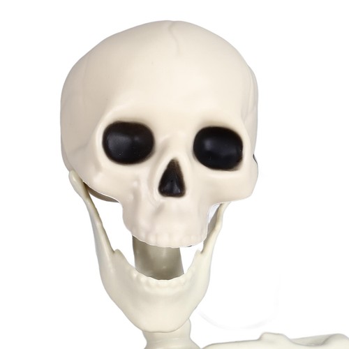 Life size skeleton halloween - life,