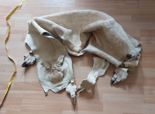 Full white male fallow deer - fallow,