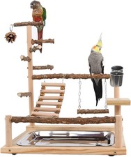 Bird Playground Parrot Play