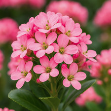 1 Large Plant – Escallonia