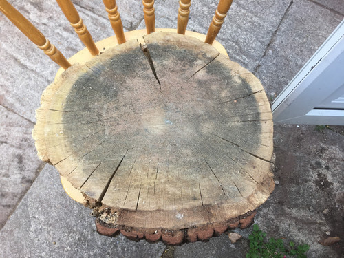Oak wood tree log section