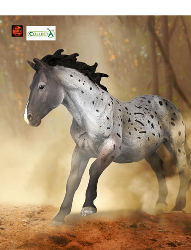 Nokota stallion blue roan - nokota,