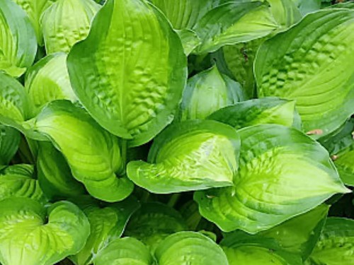 Hosta adorable fragrant - adorable,