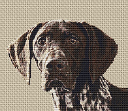 German shorthaired pointer