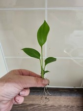 2x Peace Lily Spathiphyllum