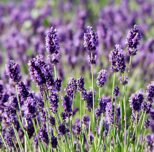 English lavender mini - english,