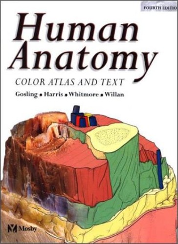 Human anatomy color - human, atlas