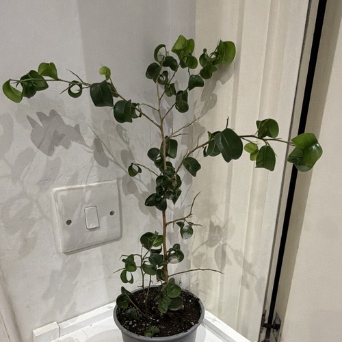 Ficus benjamina pandora - benjamina, “pandora”