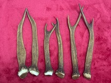 3 PAIRS OF FALLOW DEER ANTLERS