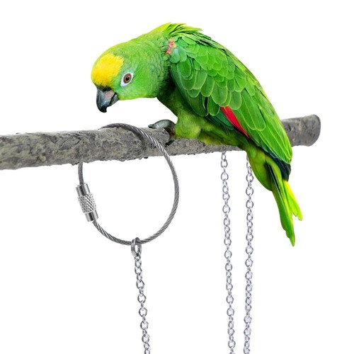50cm leash parrot flying - 50cm,