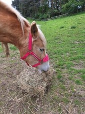 UNICORN FLEECE HEADCOLLAR