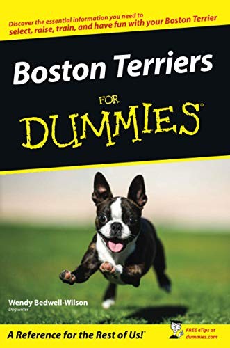Boston terriers for - terriers, dummies