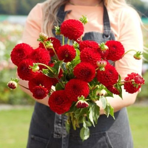 Dahlia tuber nescio neat - tuber,
