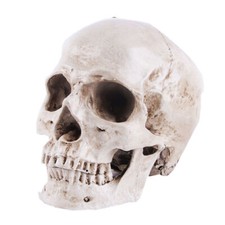 Life Size Human Skull Model 1:1 Replica Realistic Skull Head Bone Skeleton Model