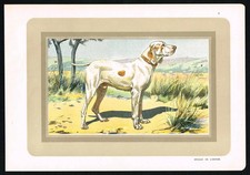 Ariège Pointer (Braque de