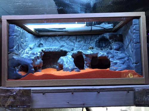 Reptile vivarium background - reptile,