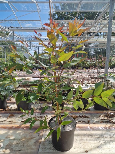 Hardy eucalyptus swamp - hardy,