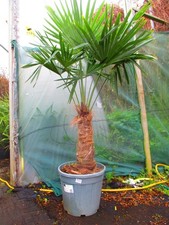 LARGE 5ft inc. pot  Hardy Palm