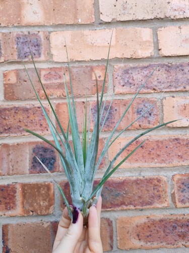 Large tillandsia air plant - tillandsia,