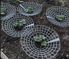 Strawberry Plant Supports