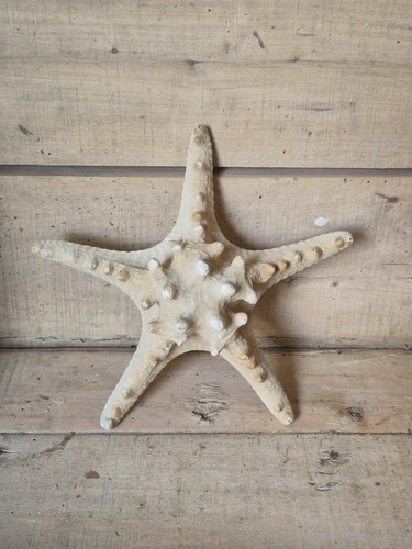 Taxidermy vintage starfish - vintage,