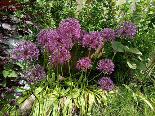 Giant purple allium - 10,