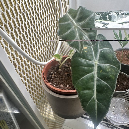 Alocasia polly indoor - alocasia,