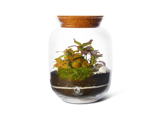 Diy terrarium kit - kit, plants