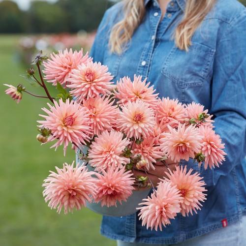 Dahlia tuber preference - tuber,