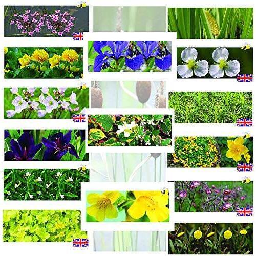 Marginal plants - x,