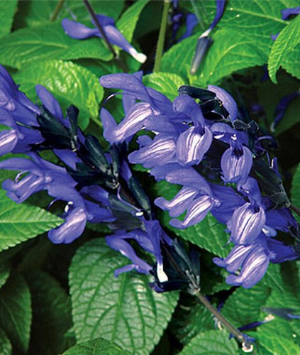 Black and blue - salvia, seeds
