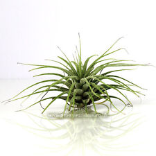 Tillandsia IONANTHA GREEN Air plant Flowering size