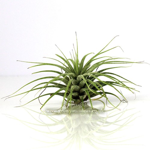 Tillandsia ionantha green - tillandsia,