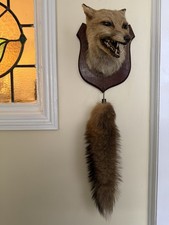 Taxidermy Fox Head