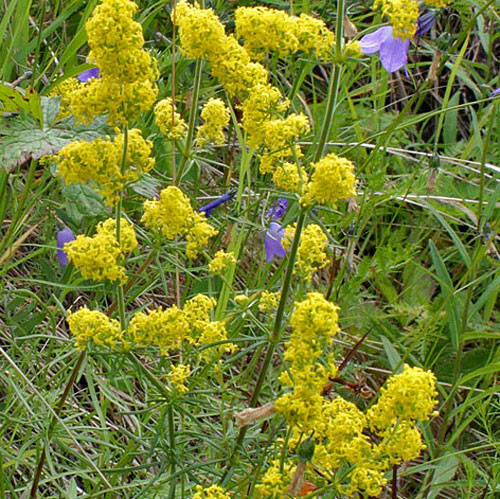 Galium verum 3000 seeds - galium,