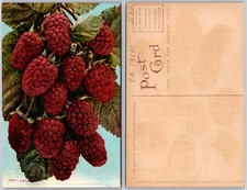 Logan Berries Postcard