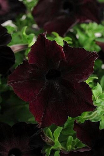 Petunia sophistica blackberry - sophistica,