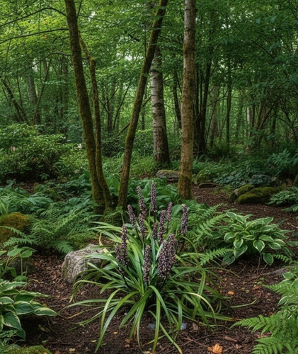 Liriope spicata creeping - spicata,