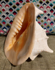 Beautiful Huge Orange Horned