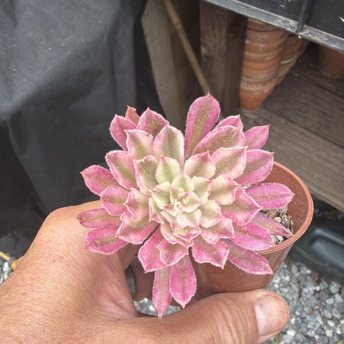 Aeonium scarlet ink width - aeonium,