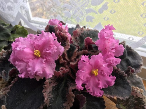 African violet dolores - violet, dolores'