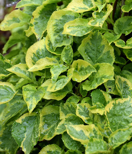 Climbing hydrangea petiolaris - climbing,