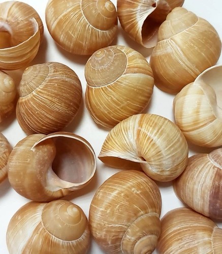 Sabarot snail shells helix - sabarot,