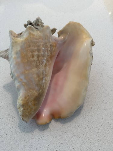 Large natural unpolished conch - unpolished,