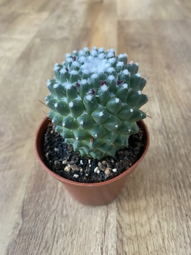 Mammillaria polythele toluca - polythele,