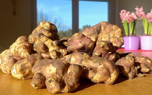 Jerusalem artichoke 1kg - artichoke, to