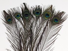 6pcs Real Peacock Feathers