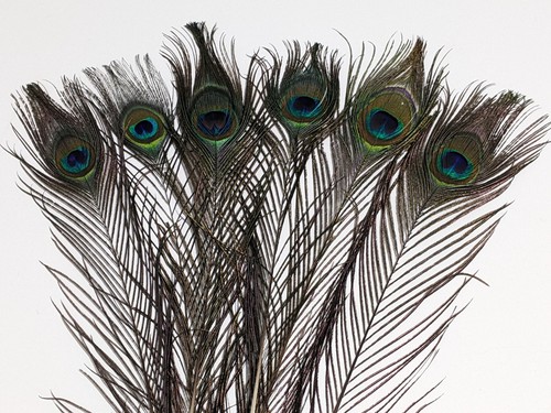 6pcs real peacock - 6pcs,